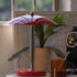 Arundel Table Lamp