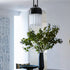 Felix Pendant Light
